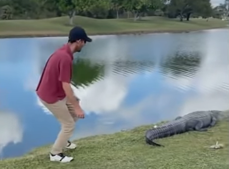 Vidéo : sa balle est sur un alligator. J'y vais ou j'y vais pas ??