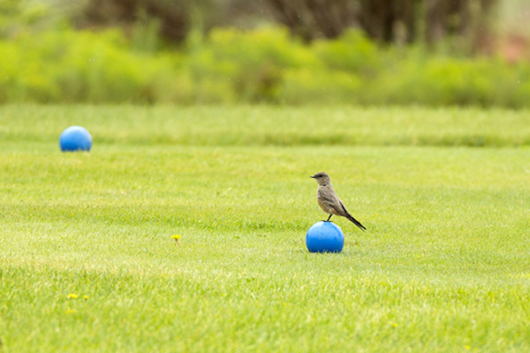 Rémy Dorbeau : ＂Voilà ce qui attend les golfs dans les années à venir concernant l'environnement＂