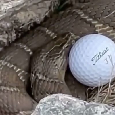 serpent balle de golf