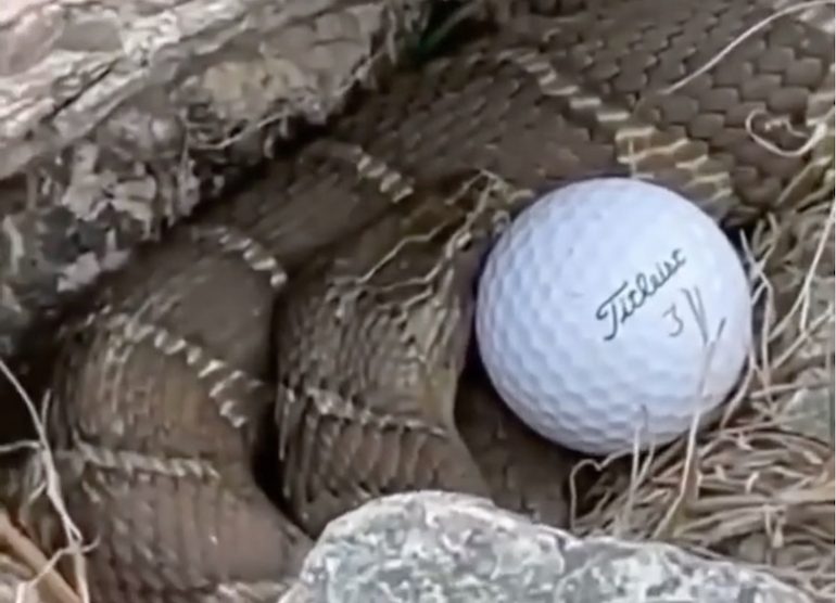 serpent balle de golf