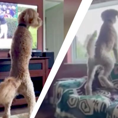 Hilarant : Un chien suit la balle d'un joueur à la télé !