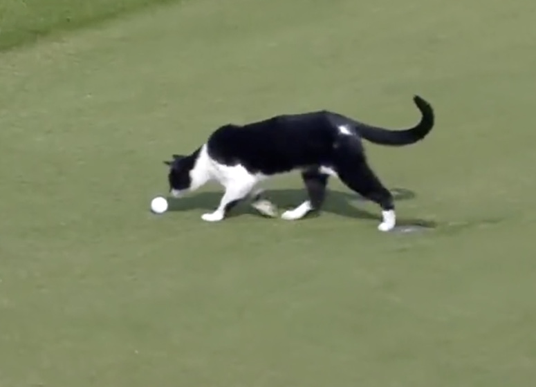 Stars des réseaux sociaux, les chats s'invitent même sur les fairways