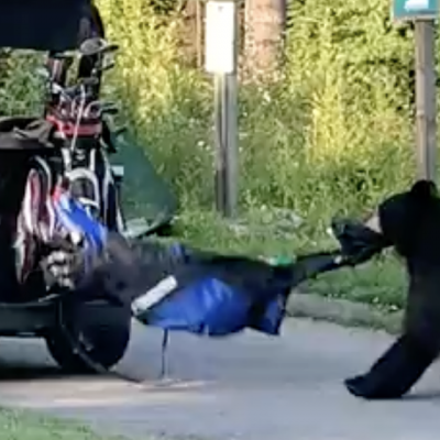 Vidéo : Un ours vole un sac de golf et s'enfuit dans la forêt