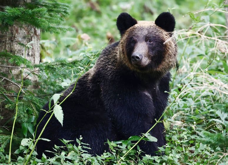 Un ours met fin prématurément à un tournoi de golf au Japon