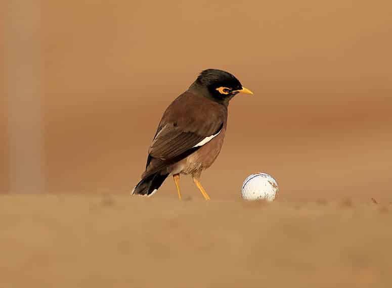 Pourquoi... parle-t-on de birdie, d'eagle ou d'albatros pour désigner un score de golf ?